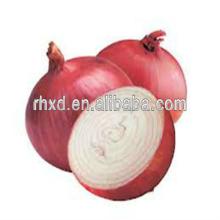new crop fresh big red onion