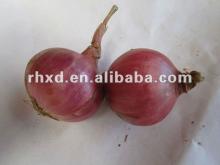 fresh chinese onion(2013 lowest price)