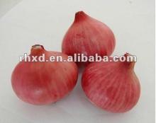 fresh red onion(2013 lowest price)