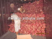 fresh red onion export india