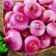 2013 new crop fresh red onion price