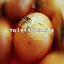 export fresh onion in bulk for sale