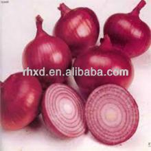 wholesale new season fresh onion price