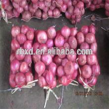 wholesale Chinese new fresh onion price