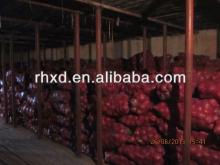 2013 new crop fresh red onion export