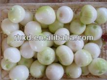 2013 new crop fresh onion prices in india