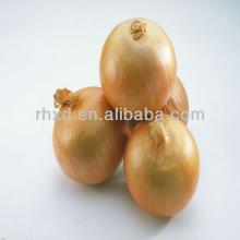 vegetable market for onion fresh onion prices