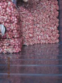 2013 new crop fresh red onion export india