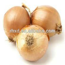 import onion China fresh onion with best quality