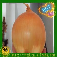 2014 new  yellow   onion s  fresh 