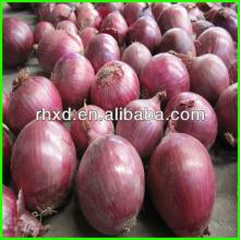 2014 new lowest price fresh red onions