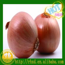 new corp china fresh big onion