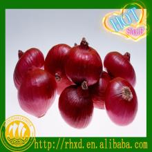 2014 new corp fresh small onions