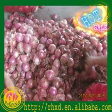 2014 market onions prices
