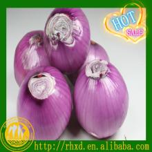 new  farm   fresh   red   onion  for sale