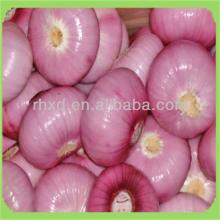 Red onion exporters export fresh onion with low price