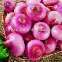 export 2014 new crop fresh red/pink onion from China