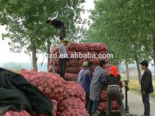 2014 new crop red onion