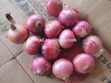2014  new   crop  onion seeds