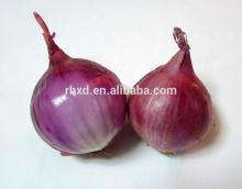 2014 new crop fresh onion