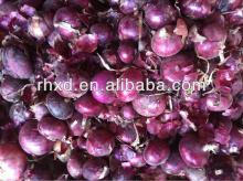  fresh   red   onion   price  from china exporters