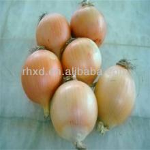 China market  price  of  onions /fresh red/yellow onion