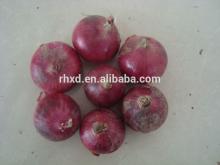 Chinese new season fresh big onion/all kinds of onions