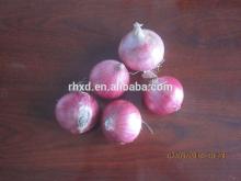 2014 new crop red onion seeds price with good quality