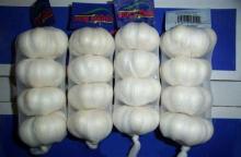 China fresh white garlic shandong white garlic
