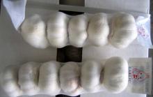 China farm new crop fresh white garlic price