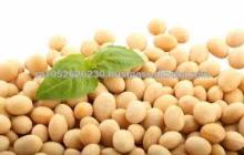 NON GMO Soybean Yellow Soybeans