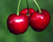 TTN wholesale freeze dried fruit bulk dried cherry