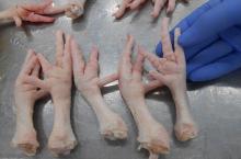Frozen Processed Chicken Feet