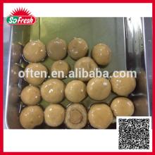 Bulk wholesale china newly canned whole  mushroom  canned