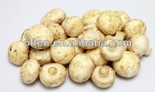 CANNED WHOLE BUTTON MUSHROOM WHOLE SHITTAKE MASHROOM