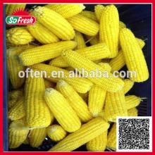 New ingredient fresh corn in can halal organic yellow corn
