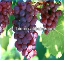 100% water soluble Grape seed extract