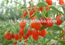 Best quality import Goji berries