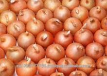 Fresh Onion Grade A