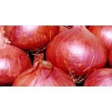 High Quality Fresh Onions