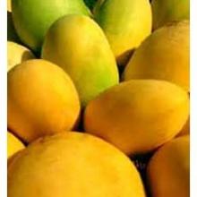 Fresh Fruits Alphonso Mango