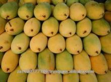  Fresh   Kesar   Mango 
