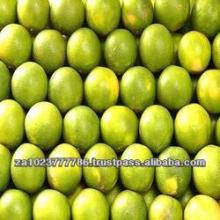 Fresh Citrus Fruits, Valencia Oranges & Lemons