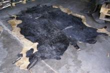  Wet   salted   cow   hide s