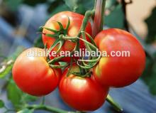 offer high quality of Canned Tomato Paste