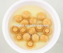 Canned Mushroom quotation
