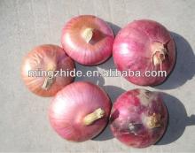 Onion