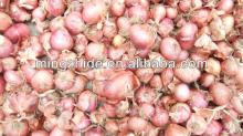 red small onion price