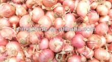 onion exporter