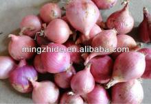 shallot/ onion